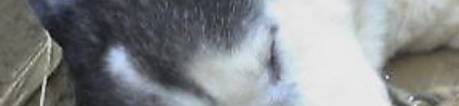 gurekun's header image