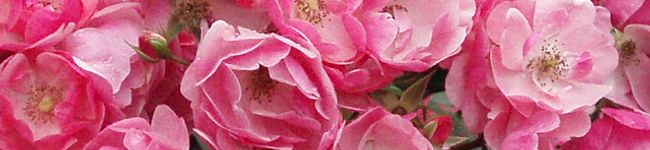 ++azu++'s header image