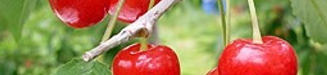 kitchenkz's header image