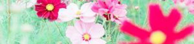 yu‾ma's header image