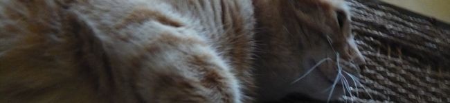 くうねこ's header image