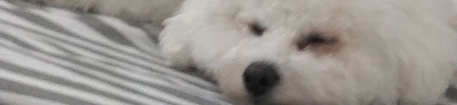 まるる's header image