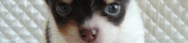 *YASUE*'s header image