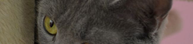 chobi2410's header image