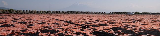 静岡の桜えびヤママル's header image