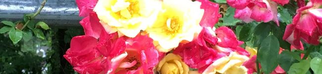 にいさんぽ's header image