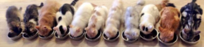 ｷｬｻリン's header image