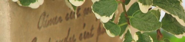 mirukie's header image