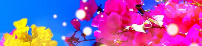 cococorone's header image