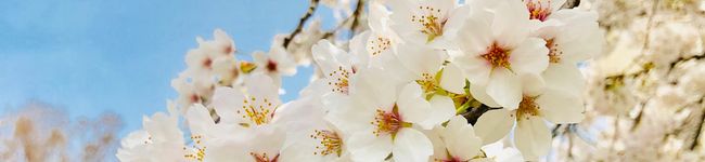 さかもち✿'s header image