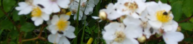 utima's header image