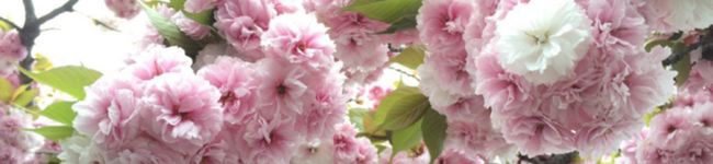 string1106's header image