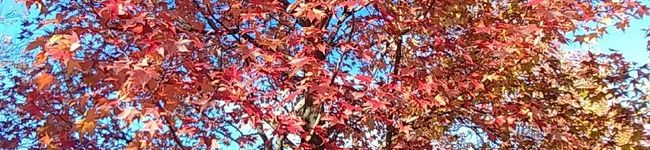 iman's header image