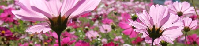 himamosu's header image