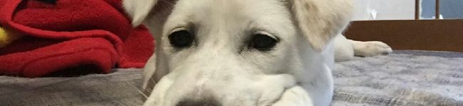 imopi's header image