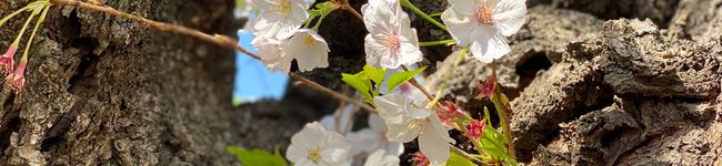 serious's header image