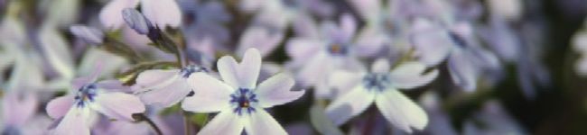 zimt's header image