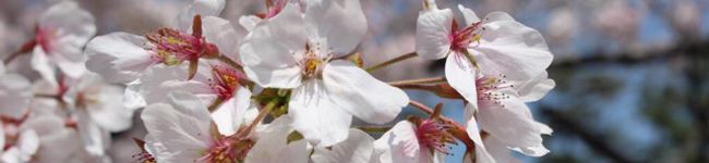 nobuyuki39's header image