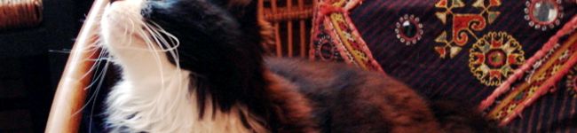 mmm2kkk2's header image