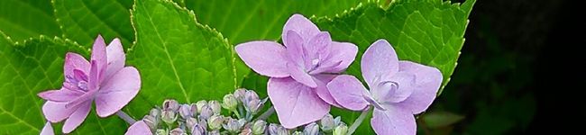 のんちゃんドットコム's header image