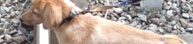 coco犬's header image
