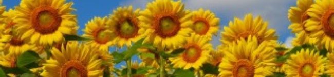 ☆ひまわり虹☆'s header image