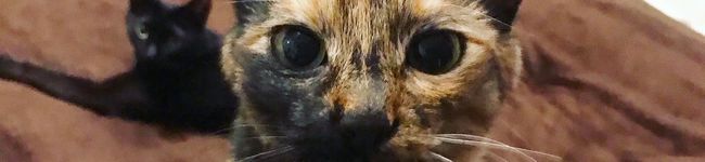 Chef cat's made,'s header image