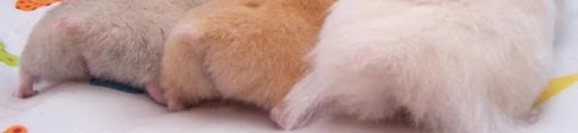 はむ☆たろ's header image