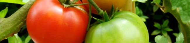 kanakoy's header image