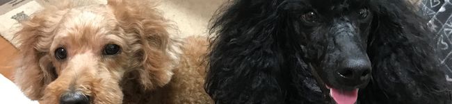 Soraloo's header image