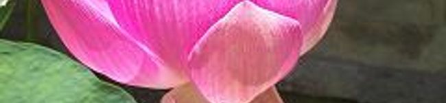 dorce's header image