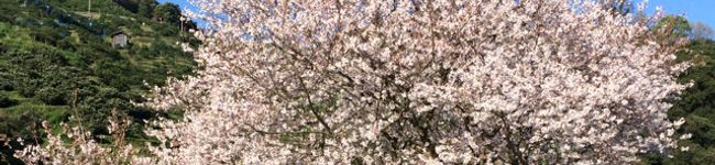 綺葩＊'s header image