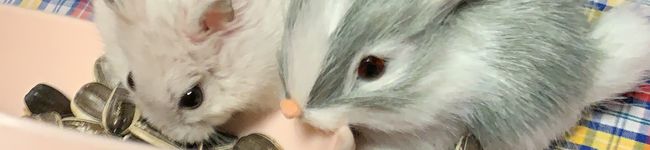 ♡チッチ♡'s header image