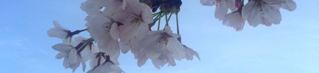 nsao's header image