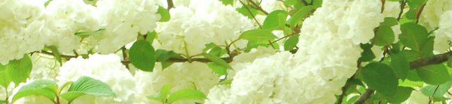 基本和食's header image