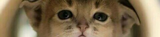 あらんらん's header image