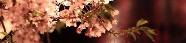 新月。's header image