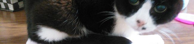 ほくろ猫's header image