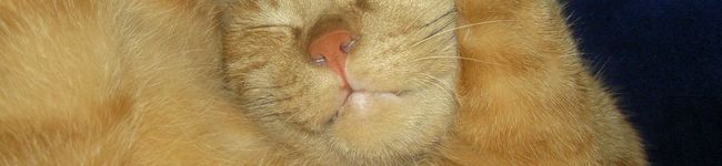 えこねこ's header image