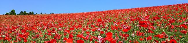 dogmirko's header image