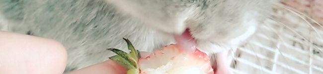 ❀Lisa❀'s header image