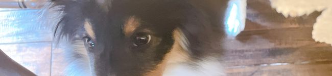 クック☆れん's header image