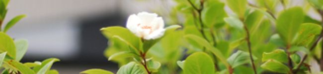 335's header image