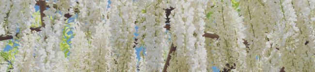 yukackey's header image