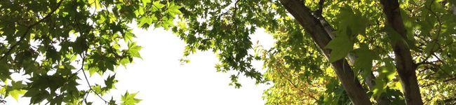 isacoco's header image