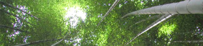 龍心斎's header image