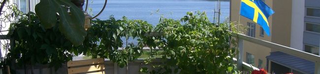 Setsi's header image