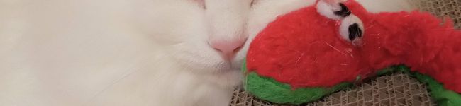 今井ななこ's header image