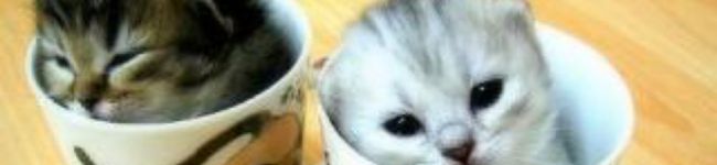♡miiiii♡'s header image