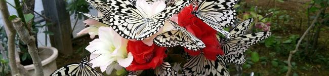 hakuzi13's header image